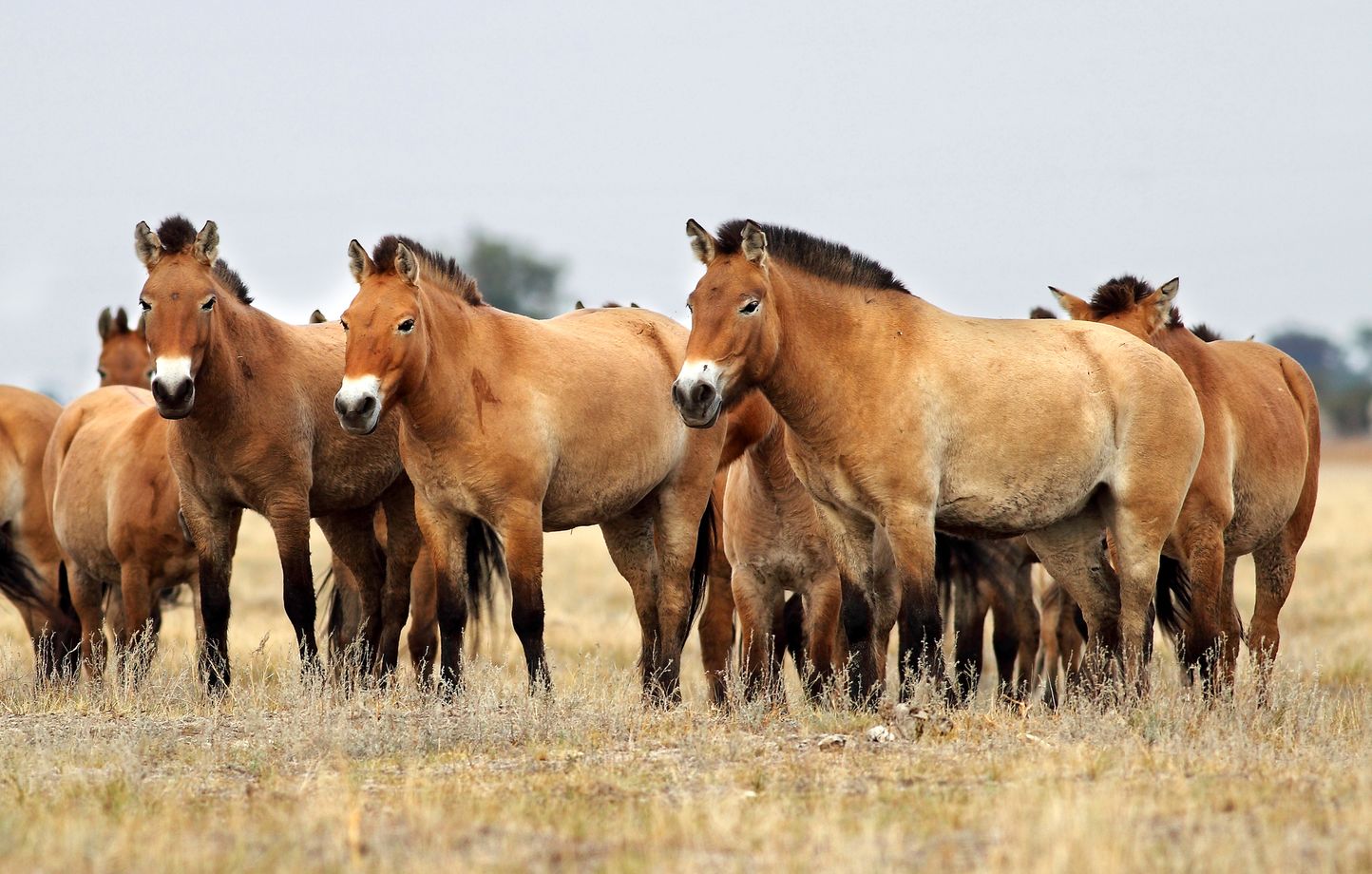 chevaux
